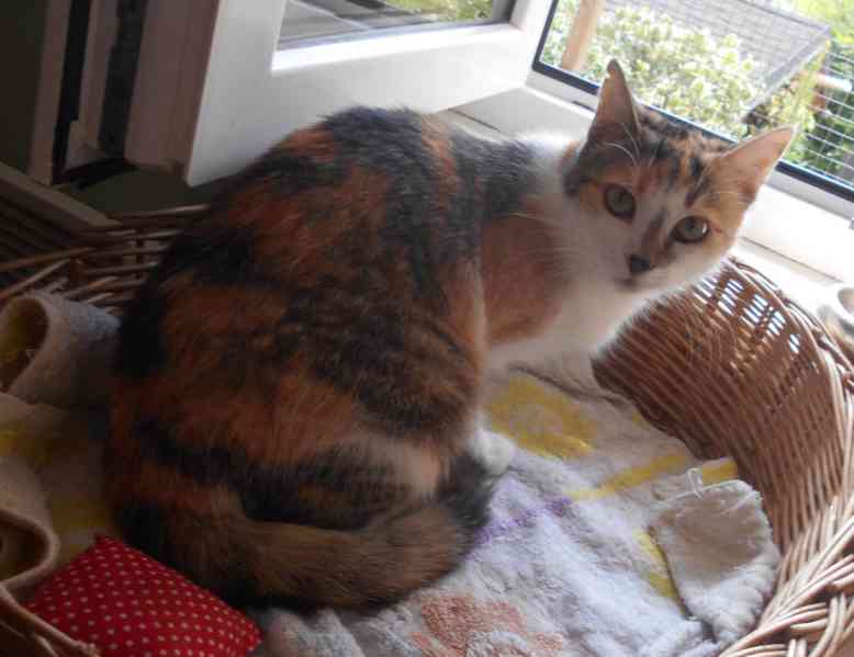 3barevná 9měsíční opatrnější mazlivka Bella s bílou - foto 4