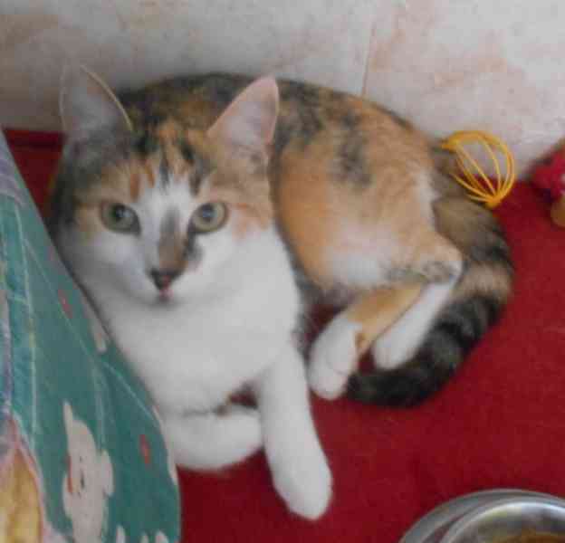 3barevná 9měsíční opatrnější mazlivka Bella s bílou - foto 3