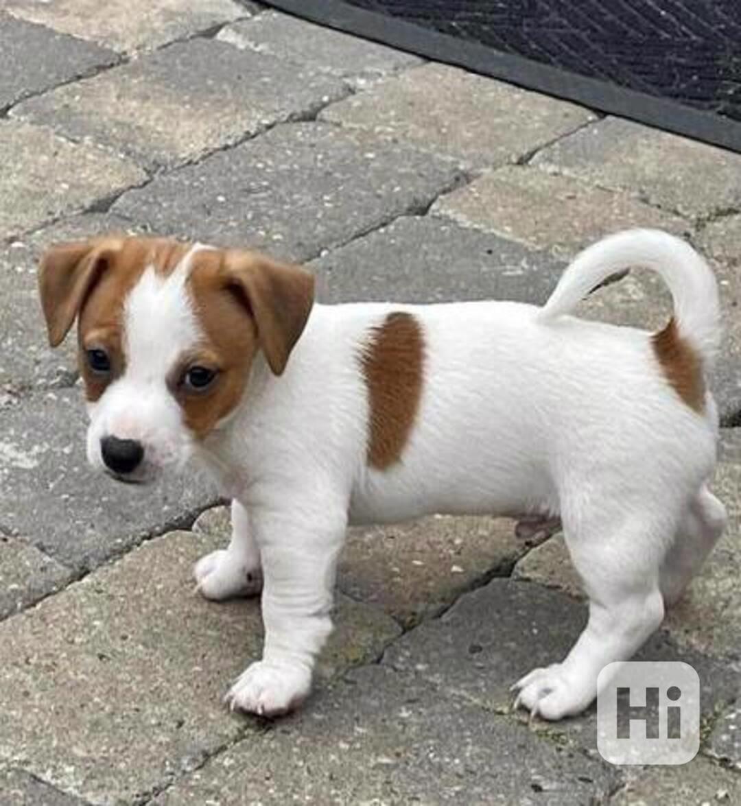 Njemba Njemba samec a samice Jack Russell teriéra - foto 1