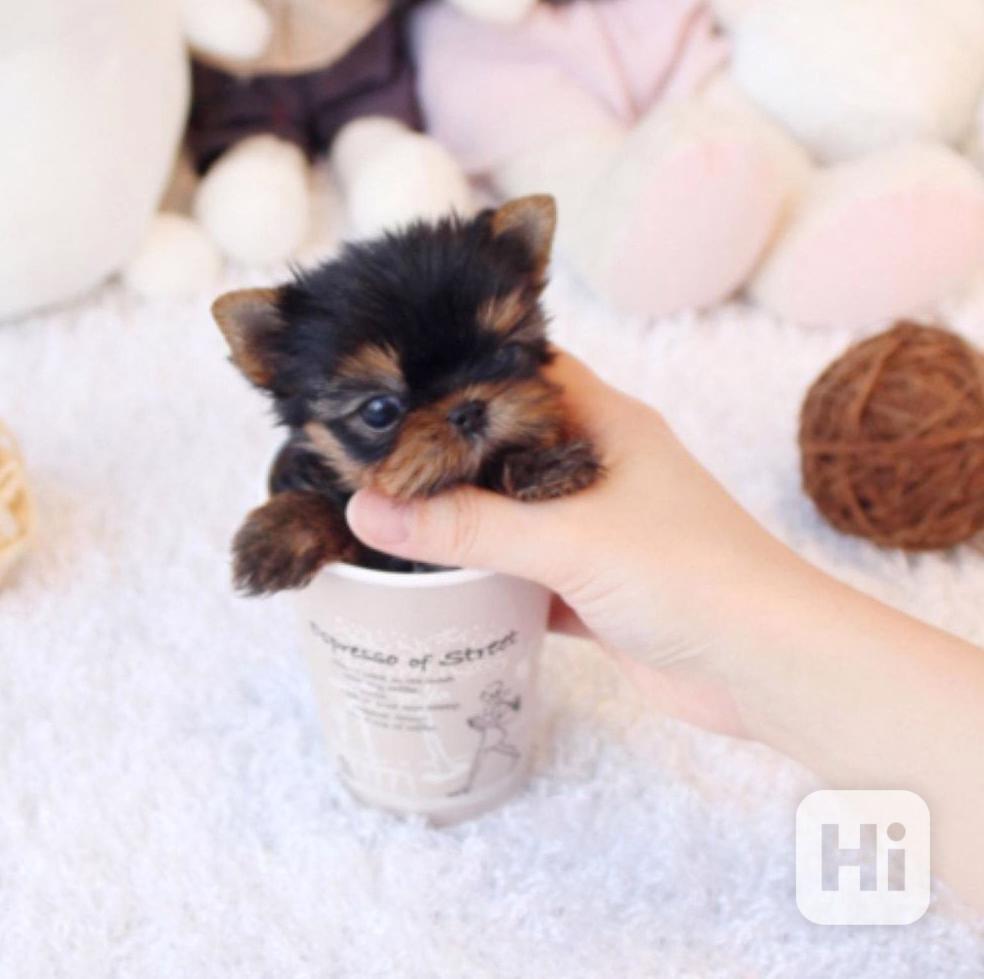 Jorkšírský teriér - Yorkshire Terrier Mini - foto 1