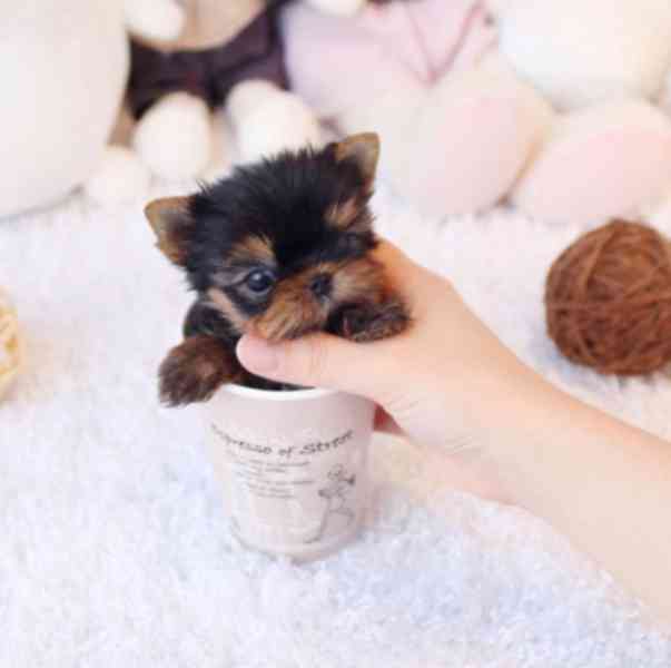 Jorkšírský teriér - Yorkshire Terrier Mini - foto 1