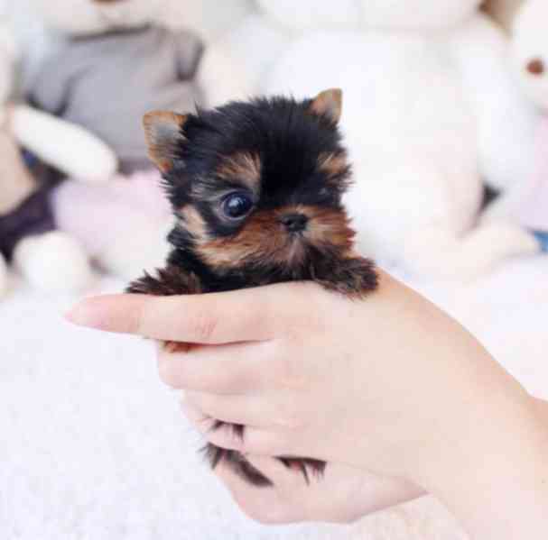 Jorkšírský teriér - Yorkshire Terrier Mini - foto 2