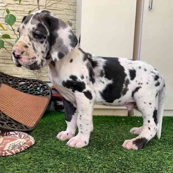 Vynikající štěňata německé dogy - foto 1