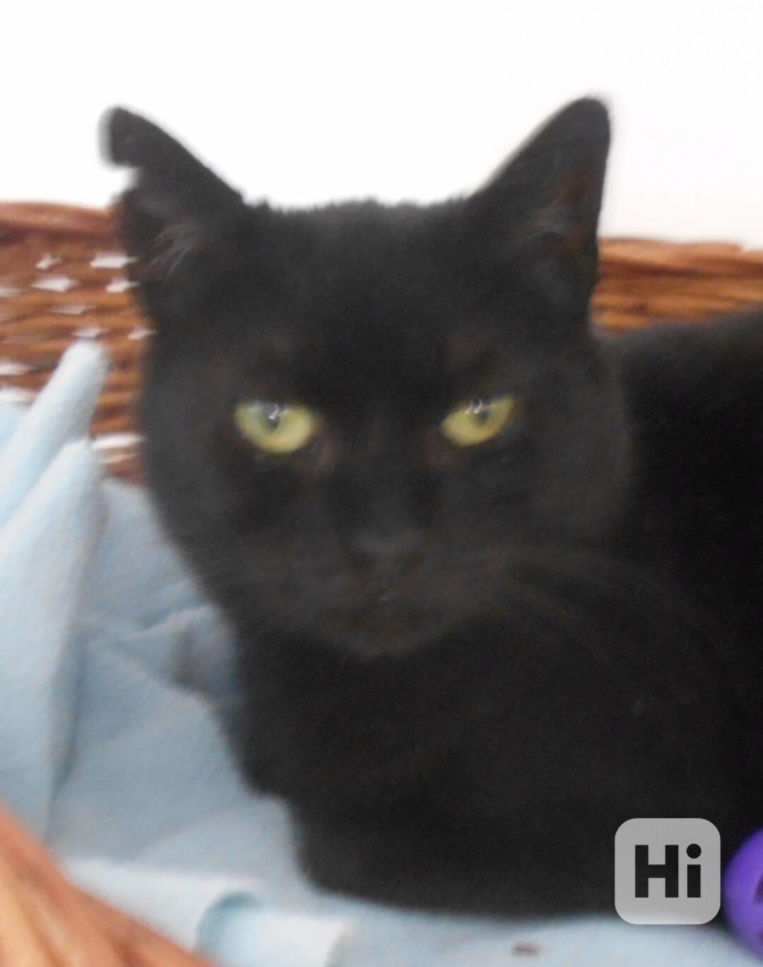 Klidná, hodná, černá 2-3letá Lízinka hledá domov. - foto 1