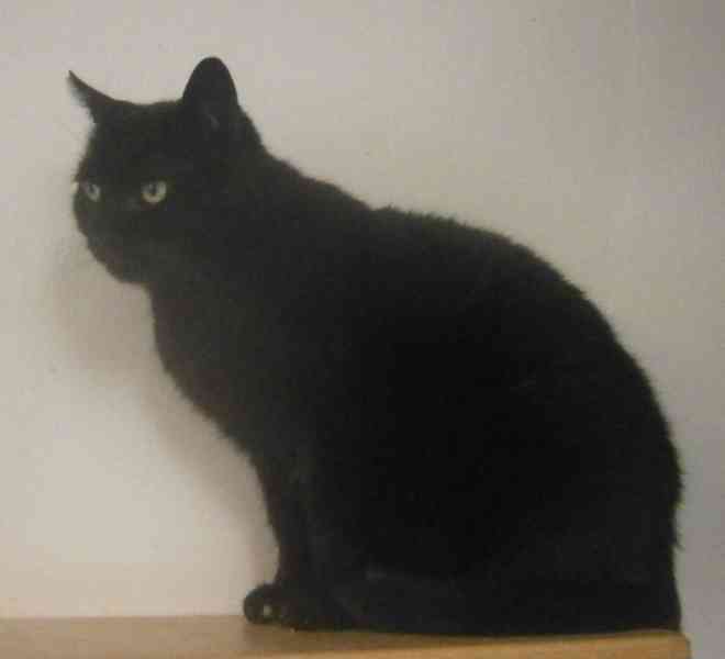 Klidná, hodná, černá 2-3letá Lízinka hledá domov. - foto 9