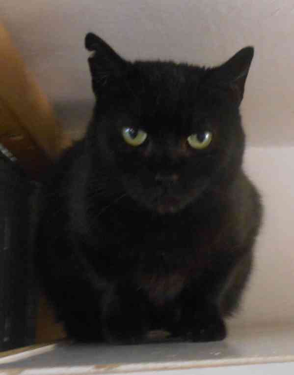 Klidná, hodná, černá 2-3letá Lízinka hledá domov. - foto 3