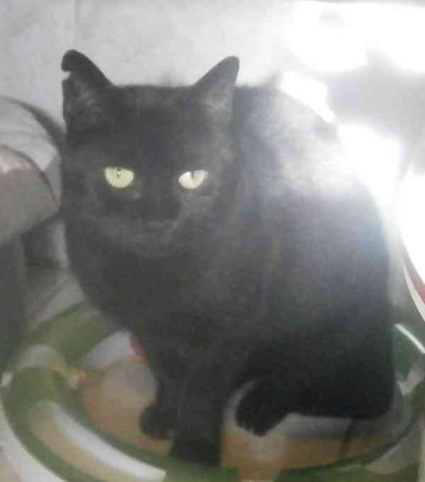 Klidná, hodná, černá 2-3letá Lízinka hledá domov. - foto 7