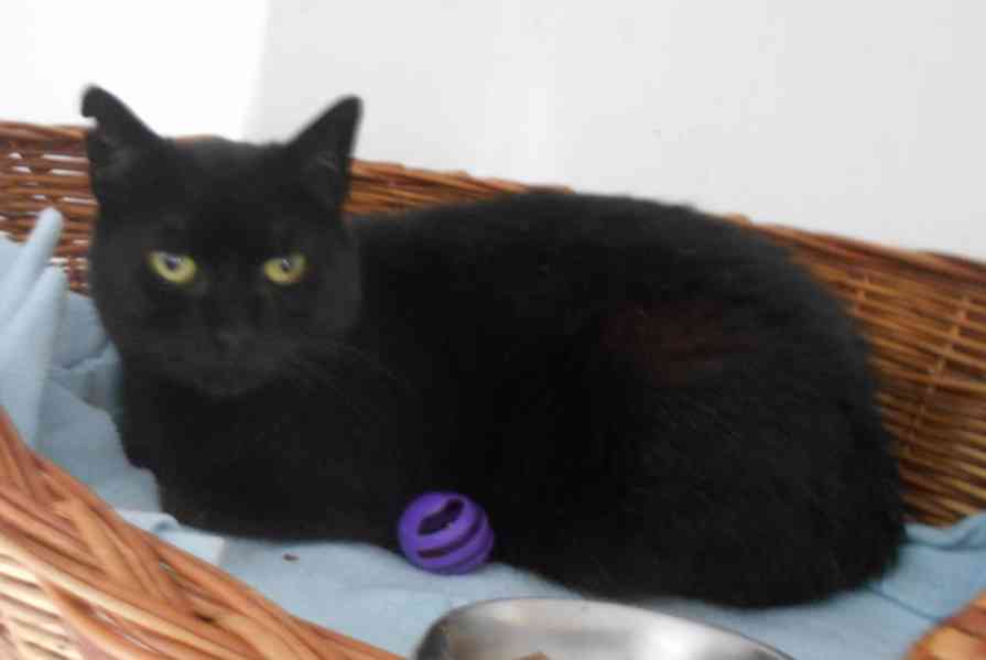 Klidná, hodná, černá 2-3letá Lízinka hledá domov. - foto 10