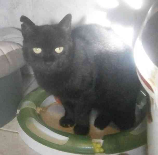 Klidná, hodná, černá 2-3letá Lízinka hledá domov. - foto 8