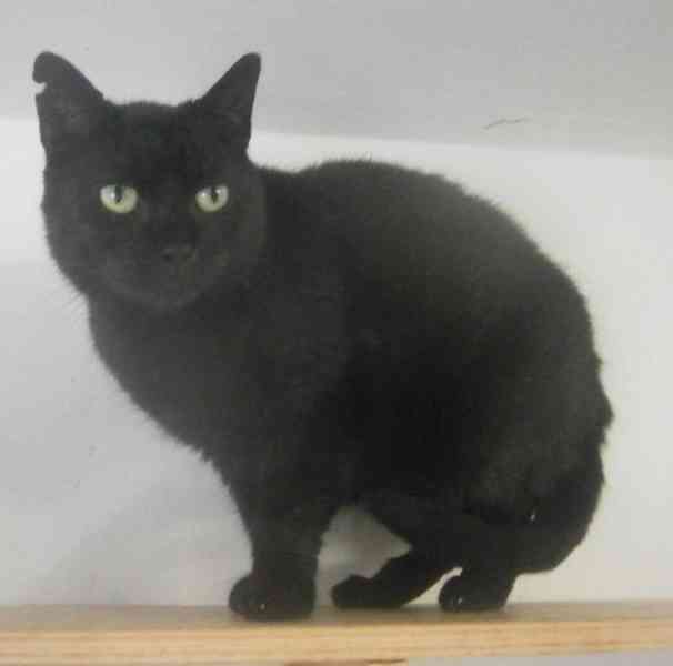 Klidná, hodná, černá 2-3letá Lízinka hledá domov. - foto 6