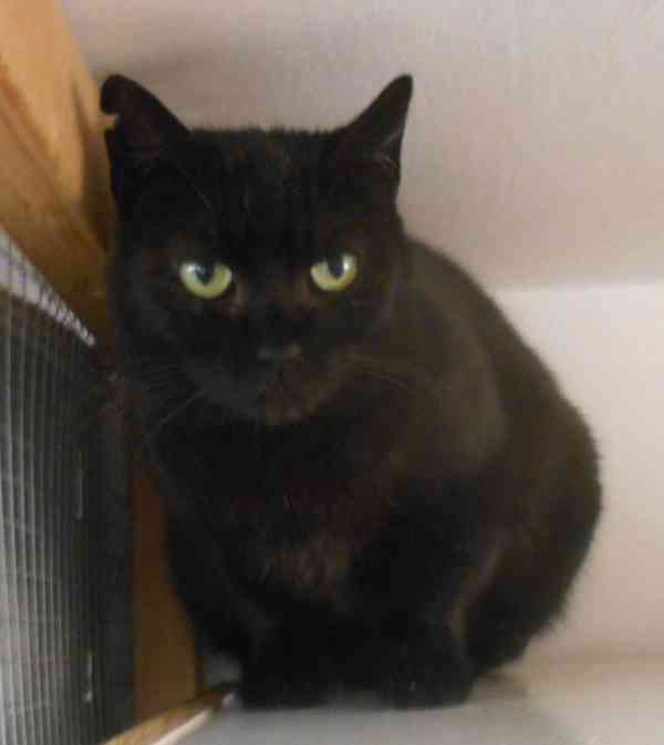 Klidná, hodná, černá 2-3letá Lízinka hledá domov. - foto 4