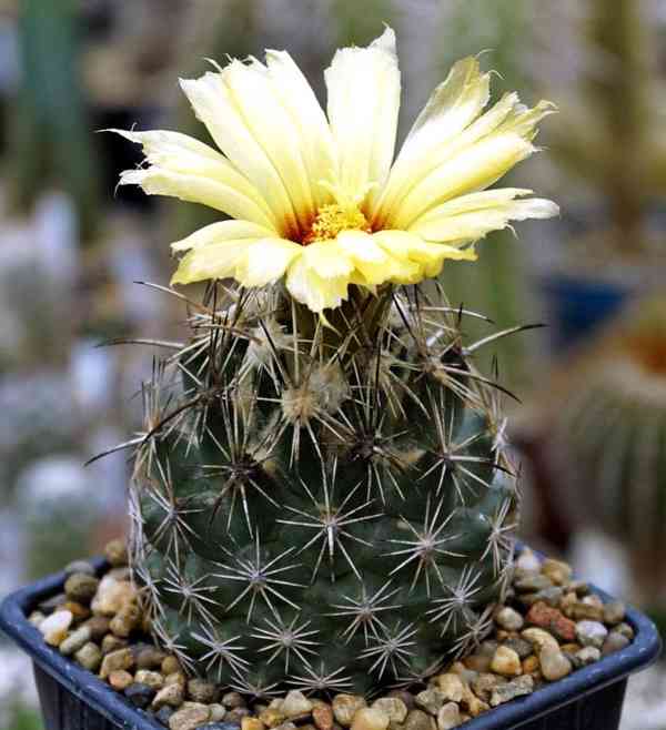 kaktus Coryphantha obscura SB 714 - foto 1