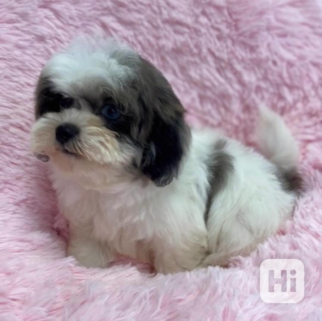 Shih-tzu - štěňata - foto 1