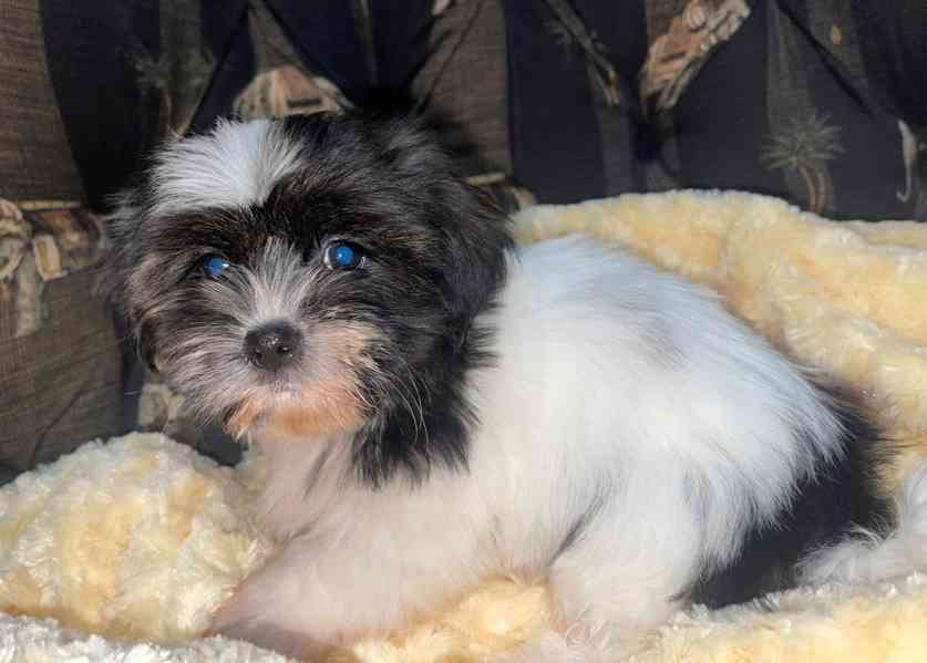 Shih-tzu - štěňata - foto 2