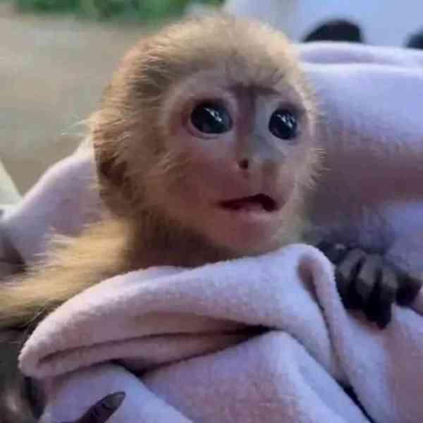 Mláďata kosmanů samečků a samic ZBYLI!! K adopci