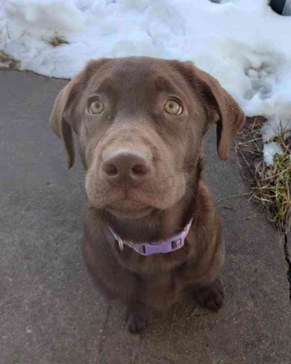 Prodej labradorského retrívra - foto 5