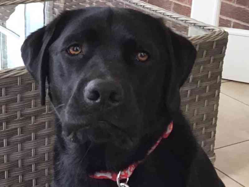 Prodej labradorského retrívra - foto 6