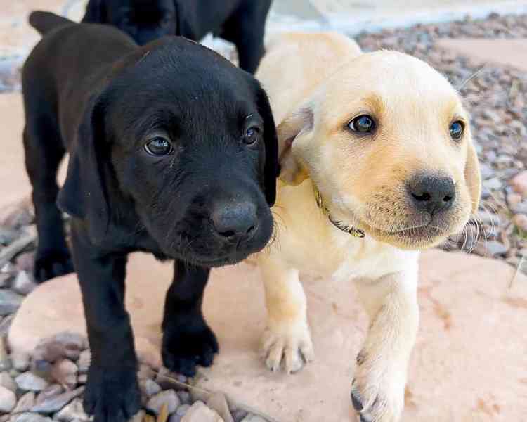 Prodej labradorského retrívra - foto 2