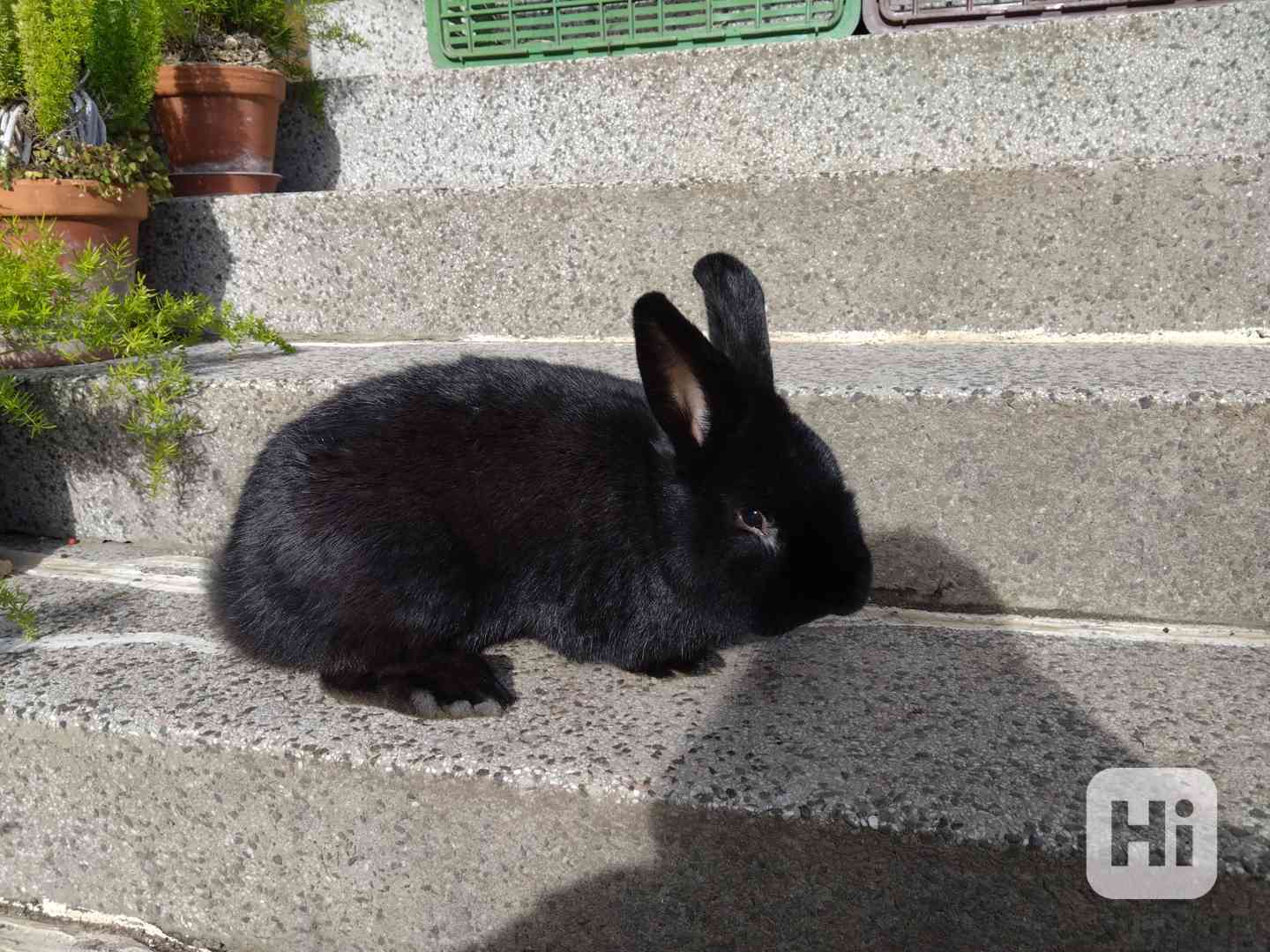 Černý králík  - foto 1