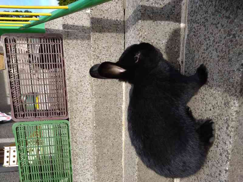 Černý králík  - foto 5