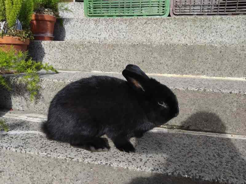 Černý králík  - foto 4
