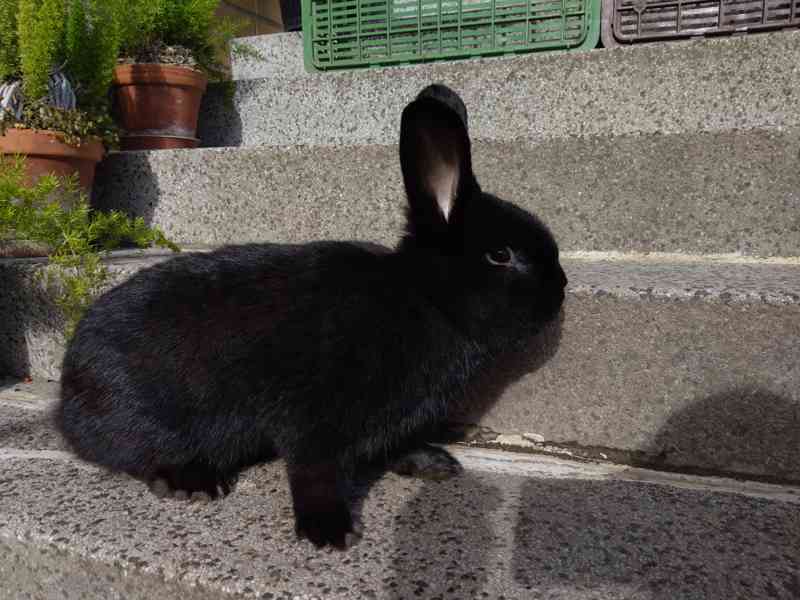 Černý králík  - foto 2