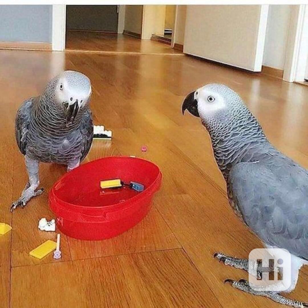 Pěkní afričtí šedí papoušci hledají nový domov - foto 1