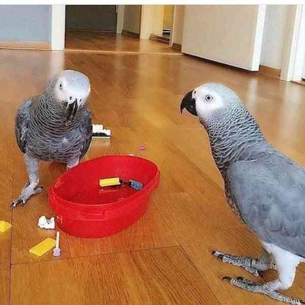 Pěkní afričtí šedí papoušci hledají nový domov