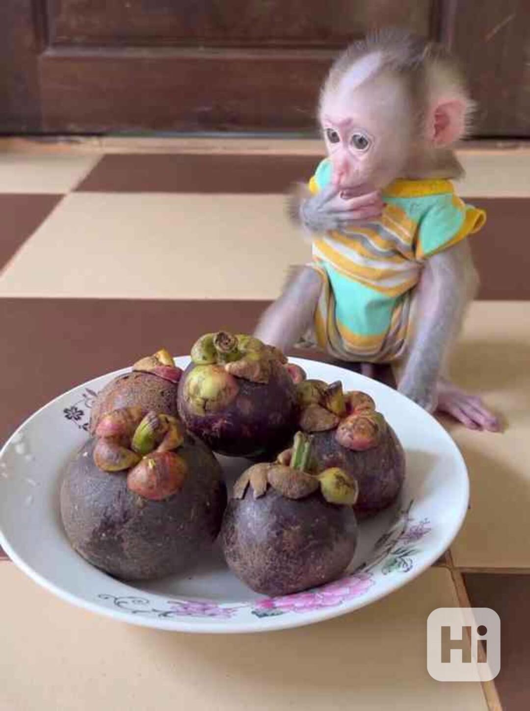 mládě kapucínské opice k bezplatné adopci - foto 1