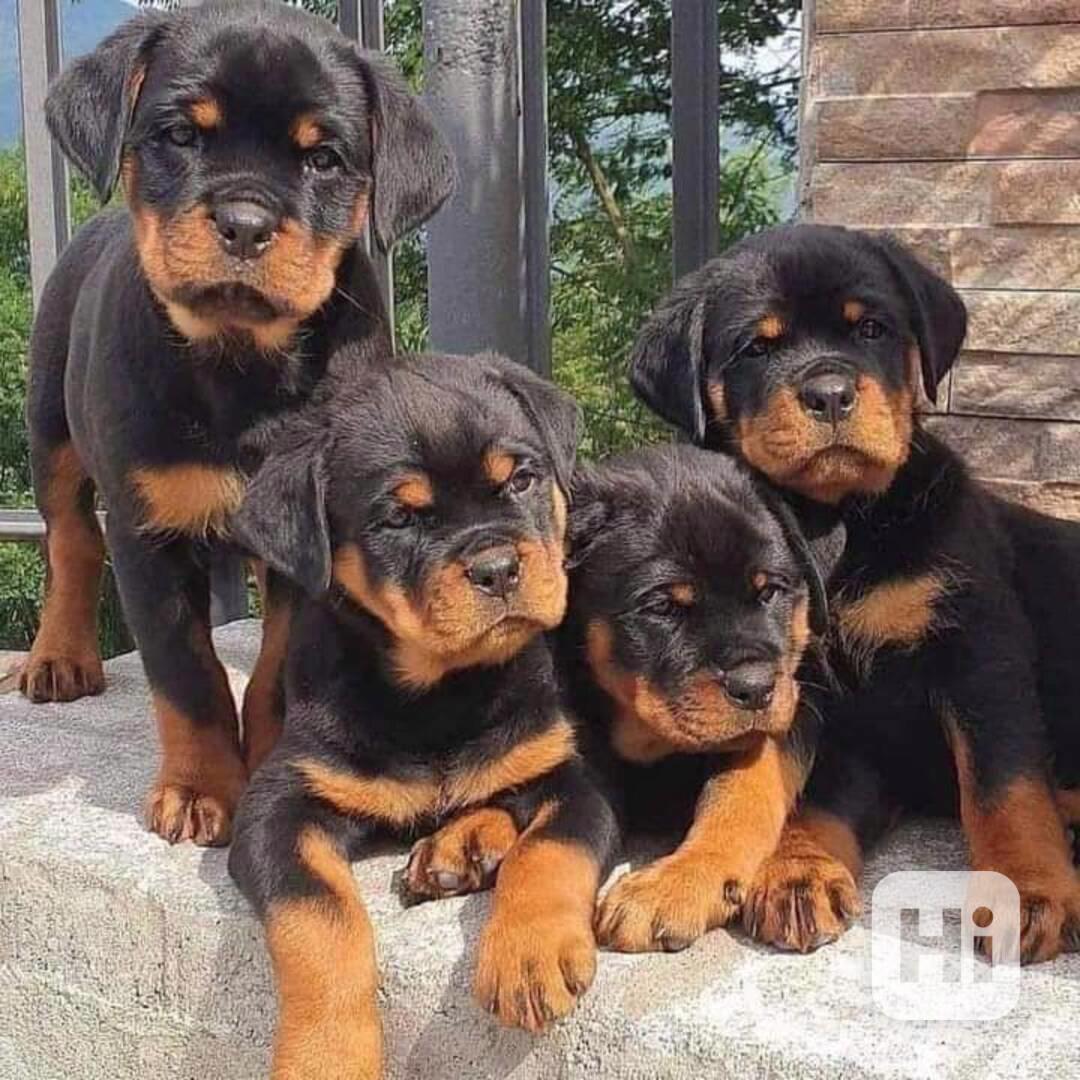 Černohnědí rotvajleři k adopci - foto 1