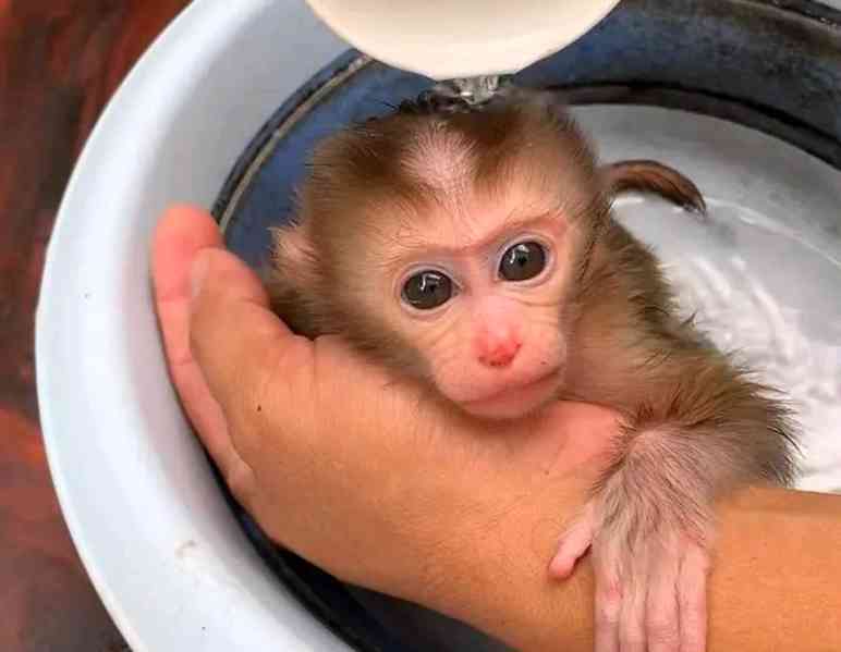 Mláďata kapucínských opic nejvyšší kvality - foto 1