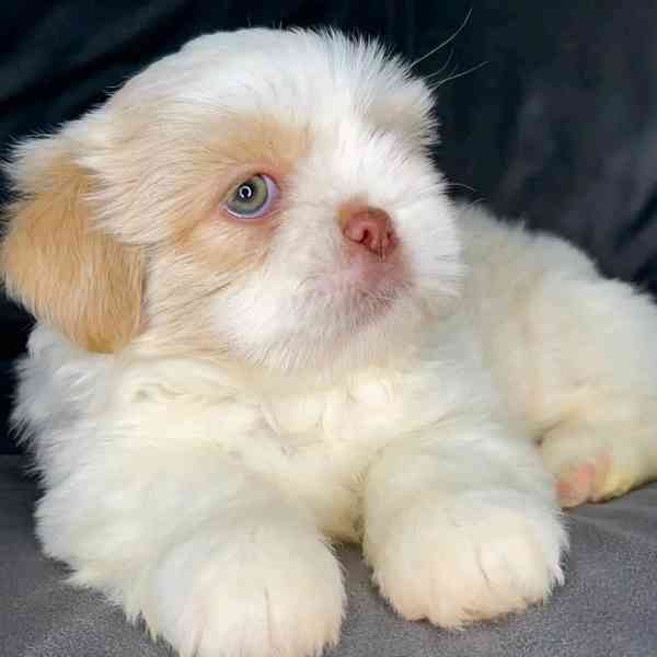 Krásní vynikající štěňata Shih Tzu