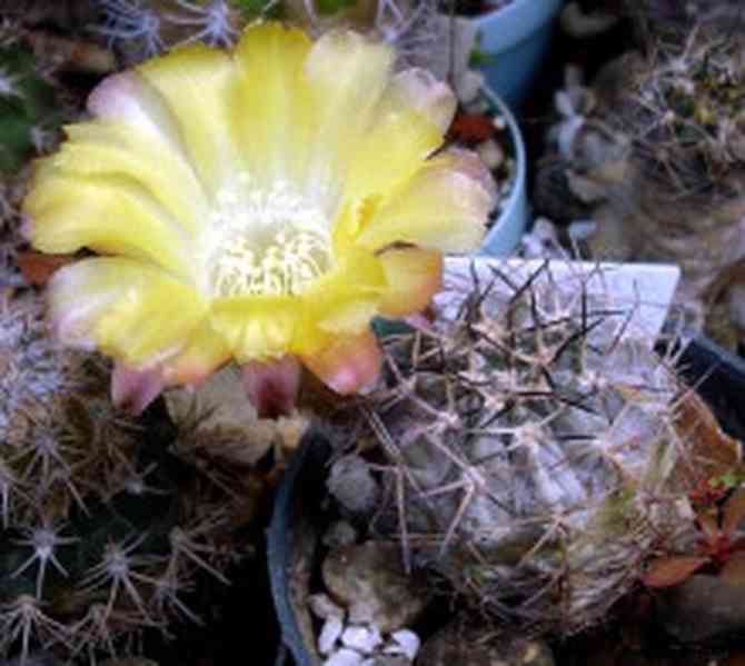 semena kaktus Acanthocalycium sp. FR 148 - foto 1