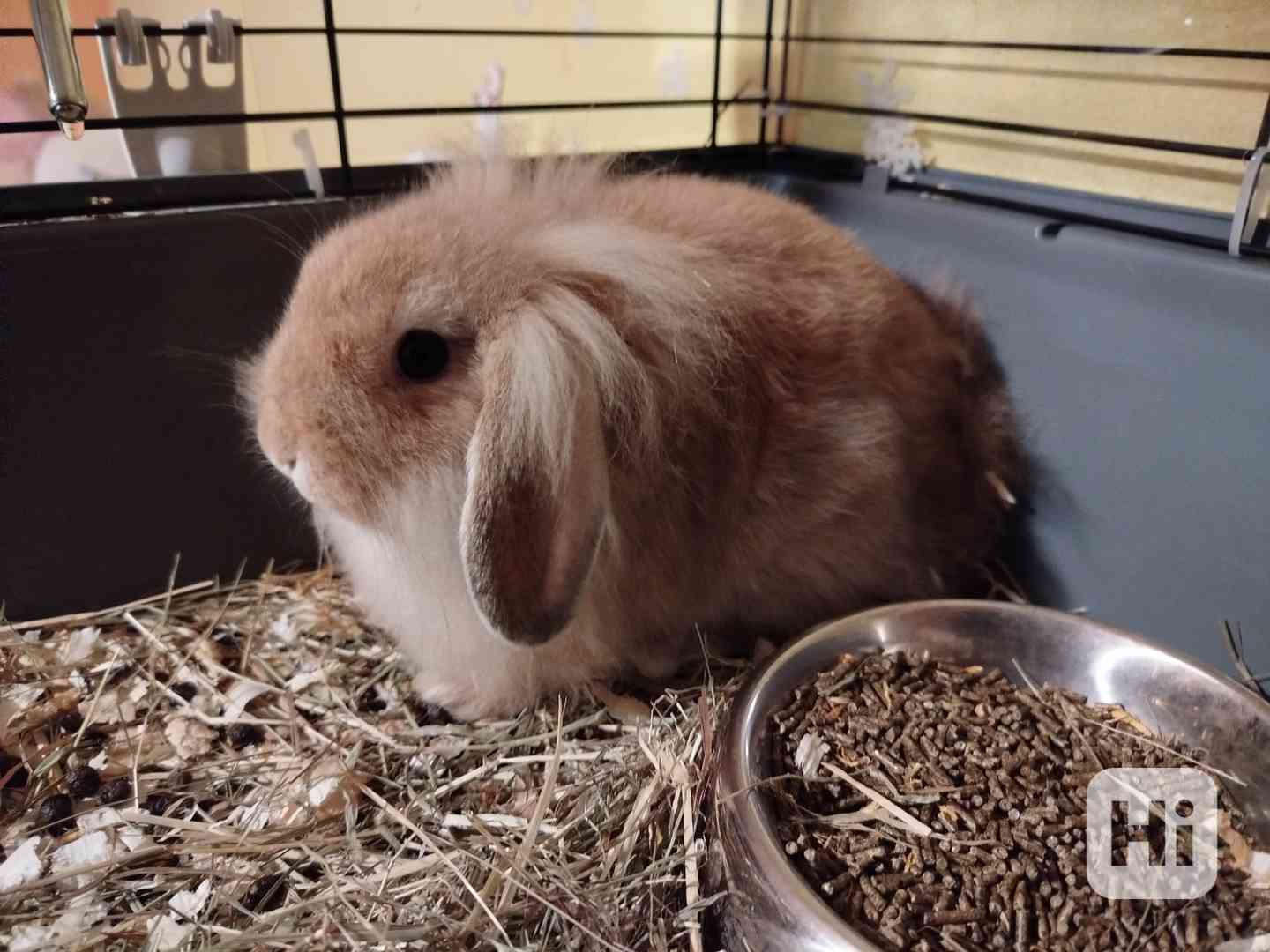 Medvědice  - foto 1