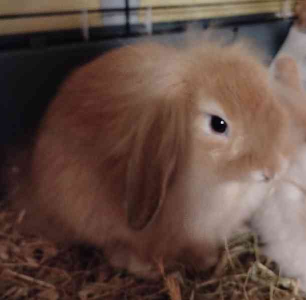 Medvědice  - foto 2