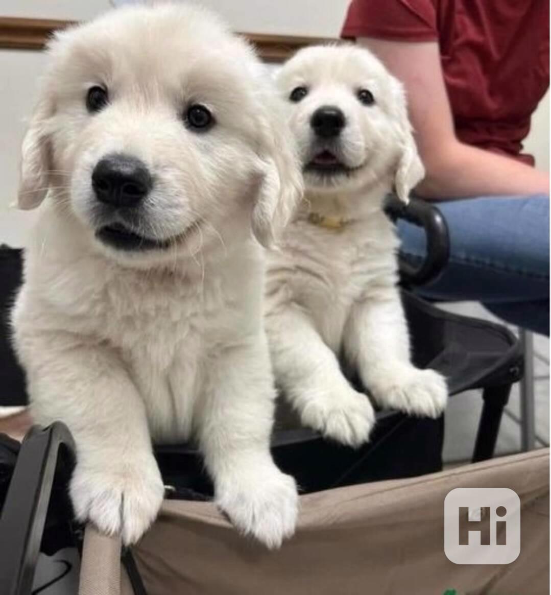 Zdravá štěňata zlatého retrívra jsou nyní k dispozici - foto 1