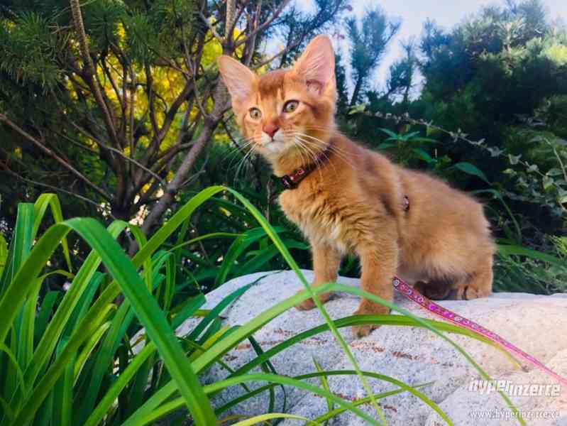 Somálska kočka - foto 3