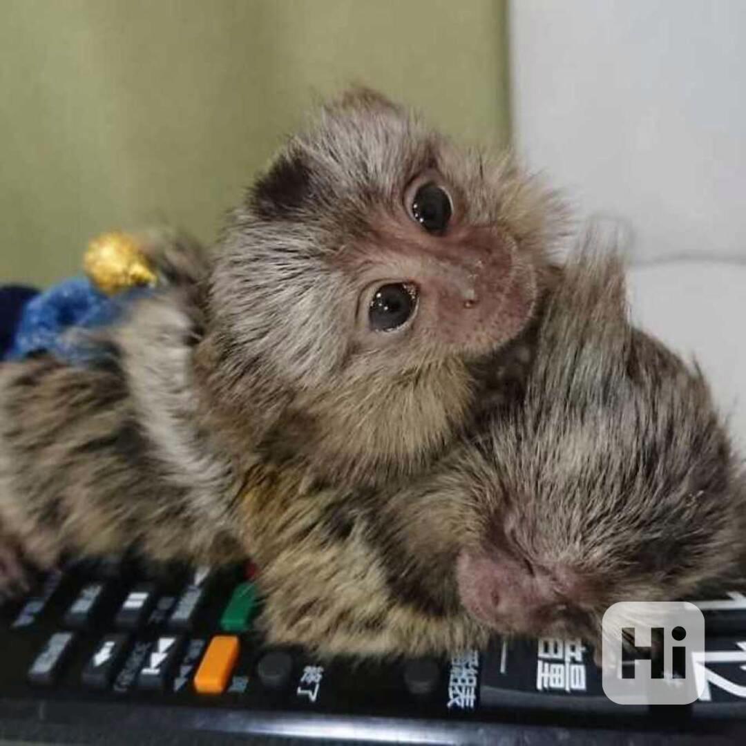 9týdenní mláďata kosmanů prstovitých na prodej - foto 1