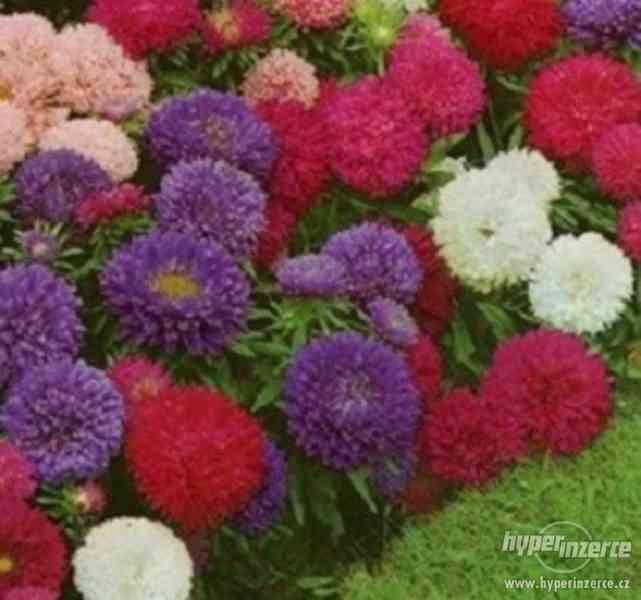 Astra čínská Colour  carpet - semena - foto 1