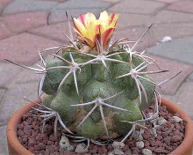 kaktus Copiapoa vallenarensis