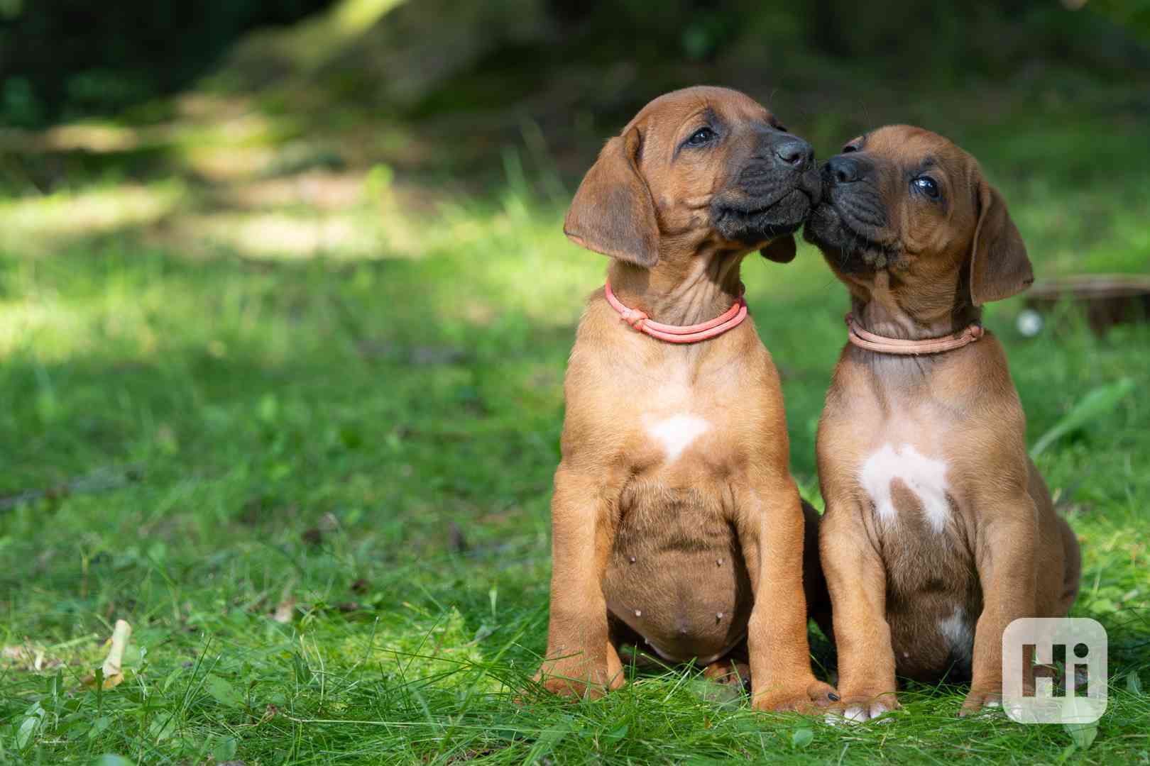 Štěně Rhodéský Ridgeback s PP - foto 1