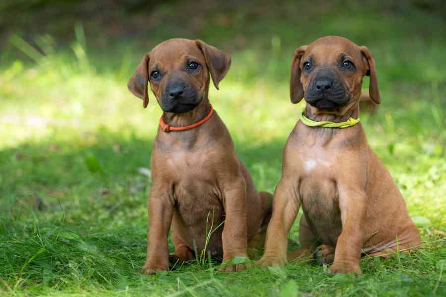 Štěně Rhodéský Ridgeback s PP - foto 3