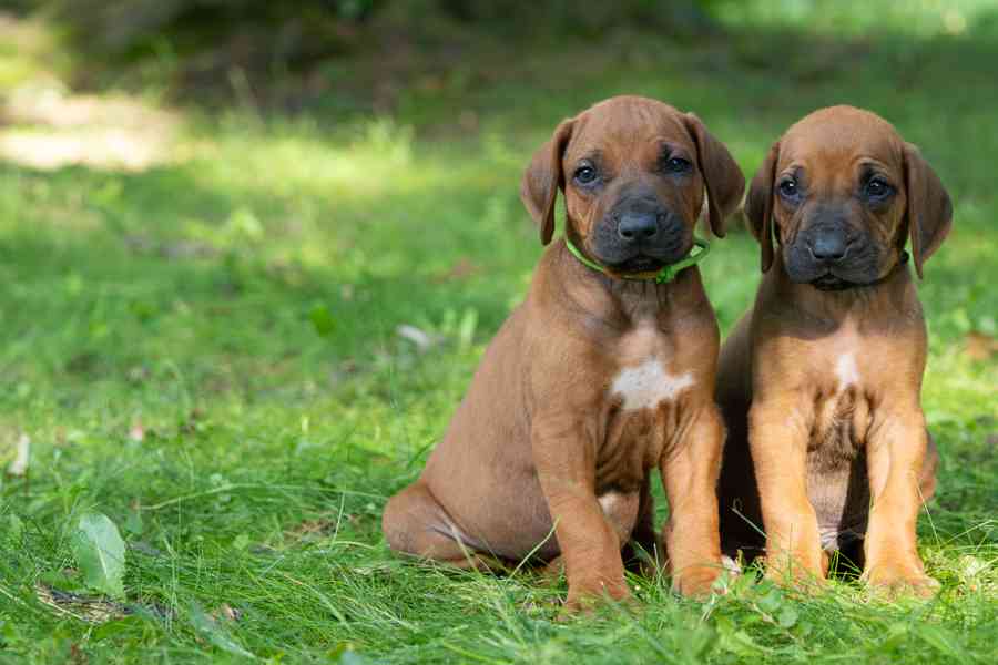 Štěně Rhodéský Ridgeback s PP - foto 5