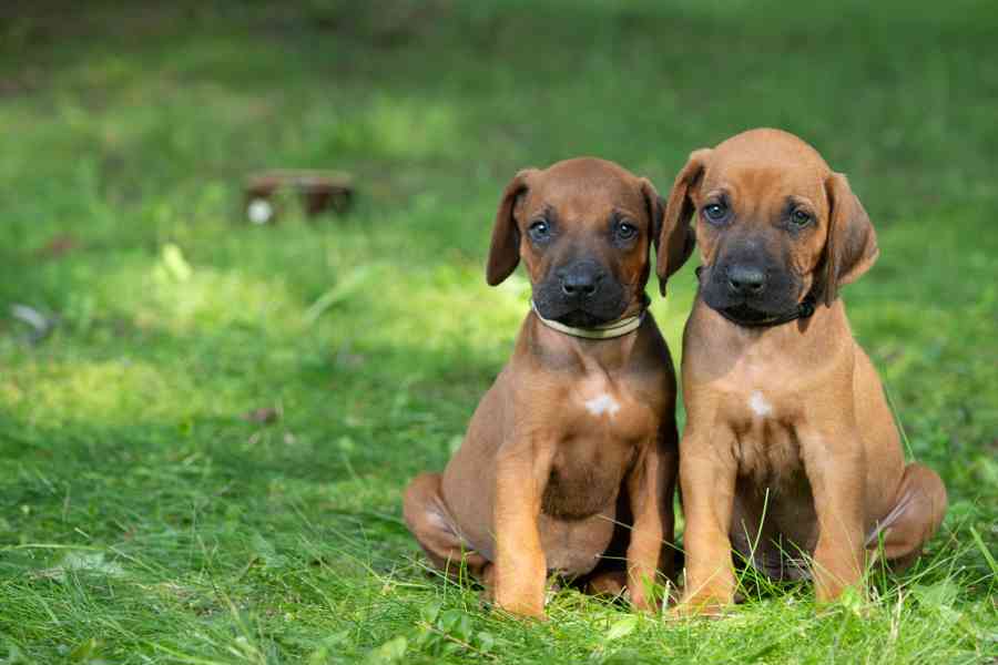 Štěně Rhodéský Ridgeback s PP - foto 2