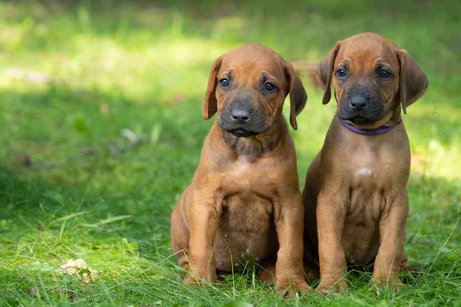 Štěně Rhodéský Ridgeback s PP - foto 4