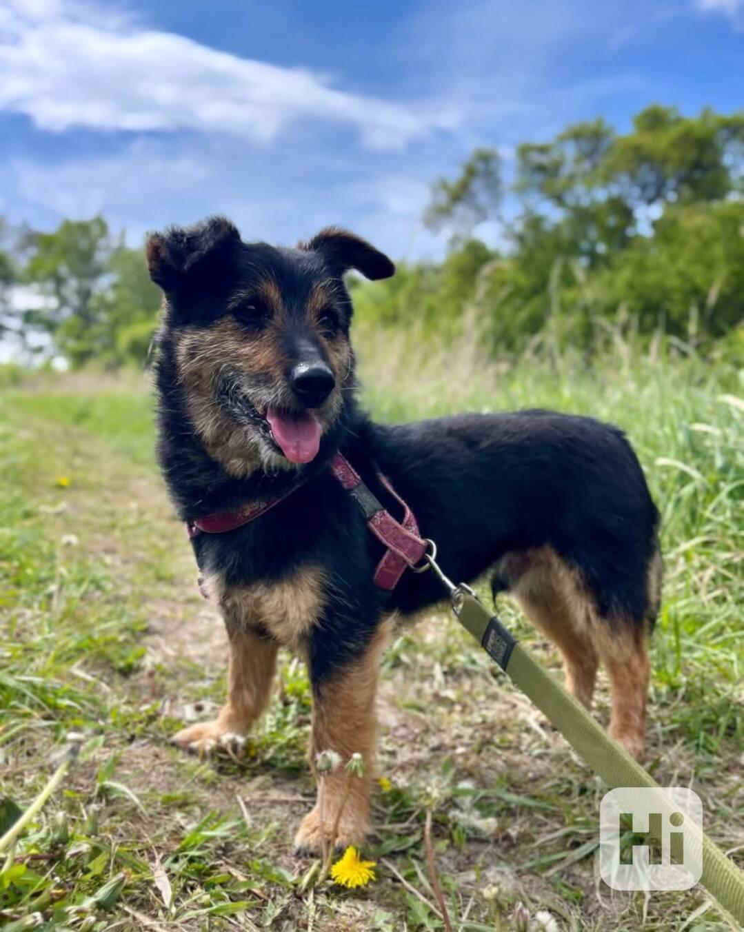 TRACKER - kastrovaný psík 8 let  - foto 1