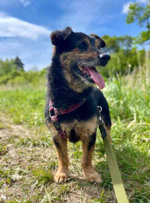 TRACKER - kastrovaný psík 8 let  - foto 4