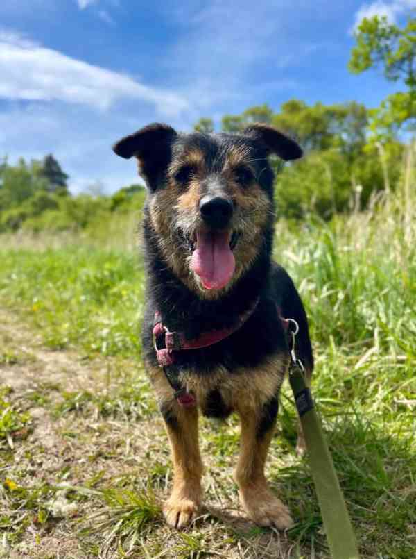TRACKER - kastrovaný psík 8 let  - foto 3
