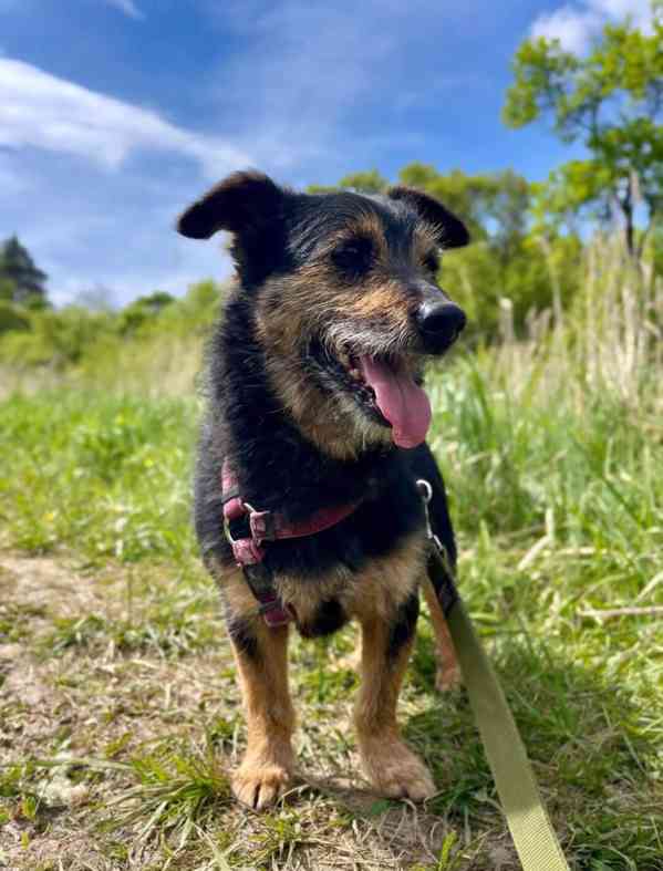 TRACKER - kastrovaný psík 8 let  - foto 5