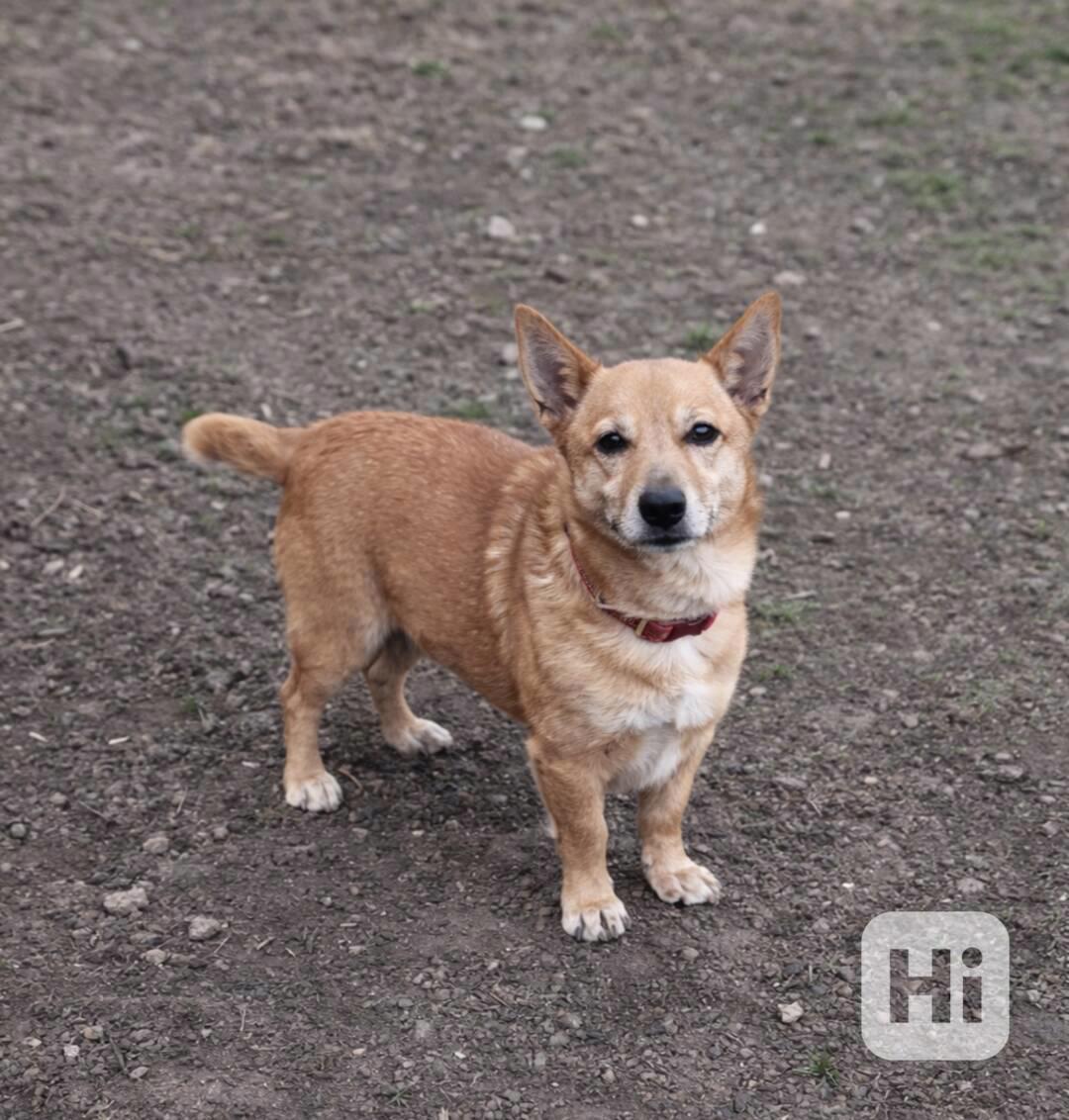 ŽOLÍČEK - 6,5 kg, kastrovaný psík 9 let  - foto 1